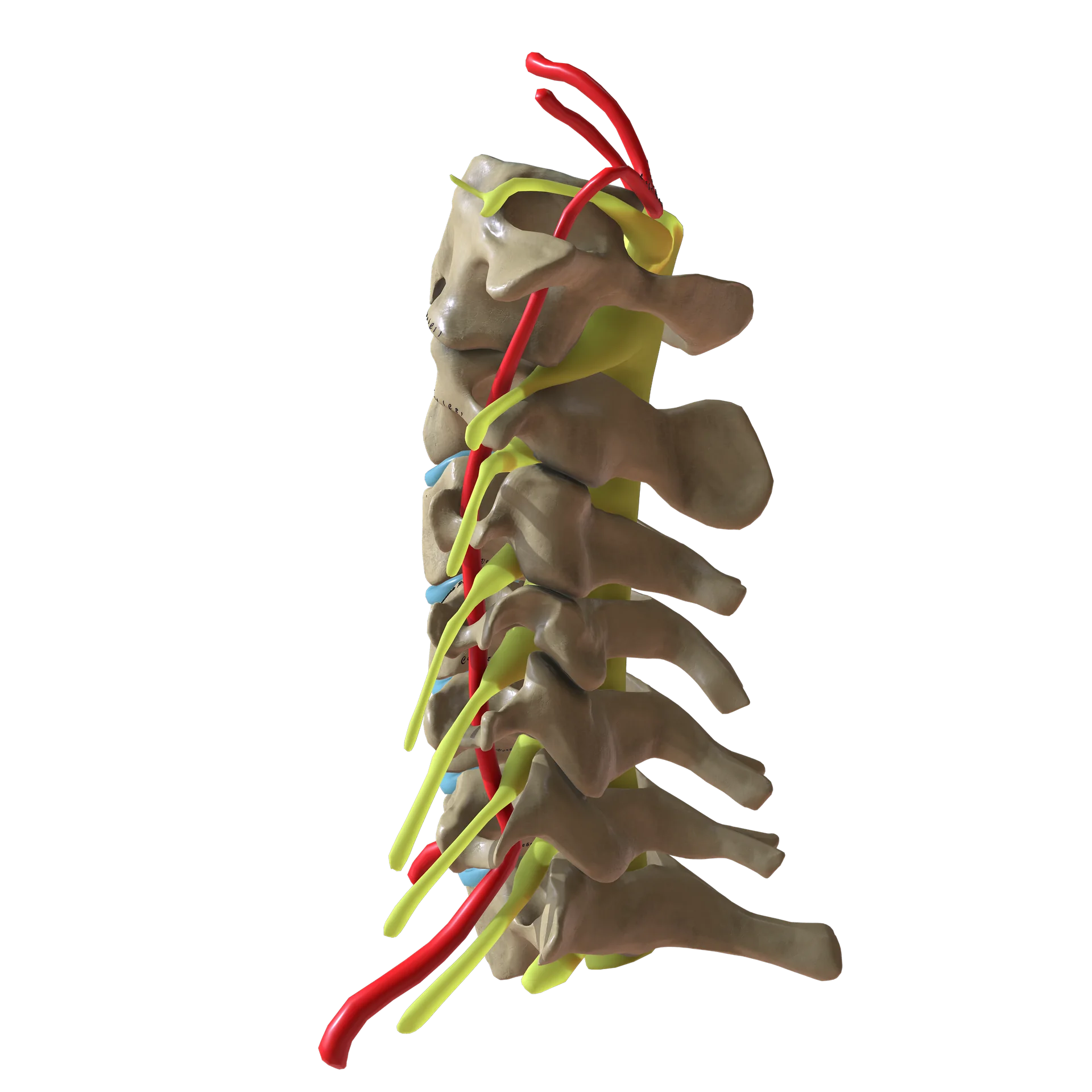 Boyun omurları, sinirler ve vertebral arteri gösteren anatomik illüstrasyon